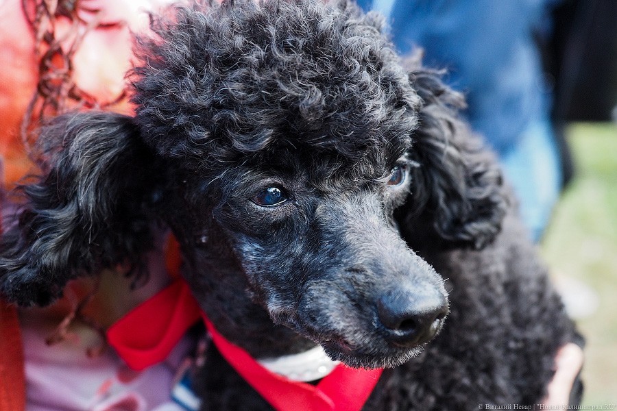 Подари мне дом: на Верхнем озере организовали выставку бездомных животных