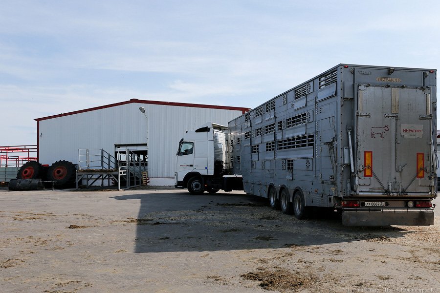 Бойня за землю: что мешает развиваться «Мираторгу» в Калининградской области