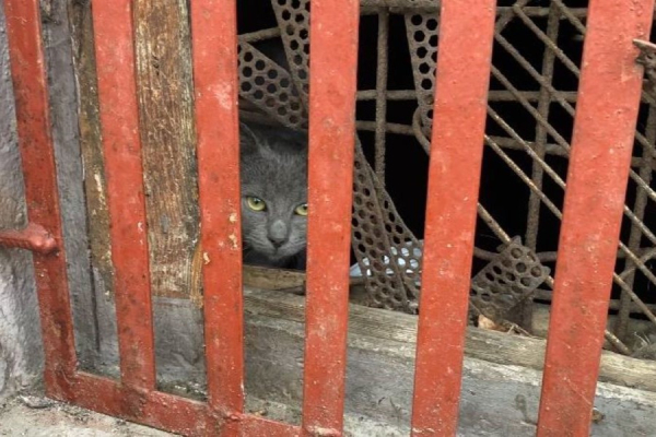 «Люди закрыли живых существ»: как мы спасали замурованных в подвале кошек
