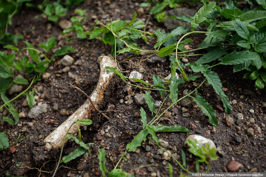По следам Первой мировой: спасённое захоронение русских воинов в Деедене