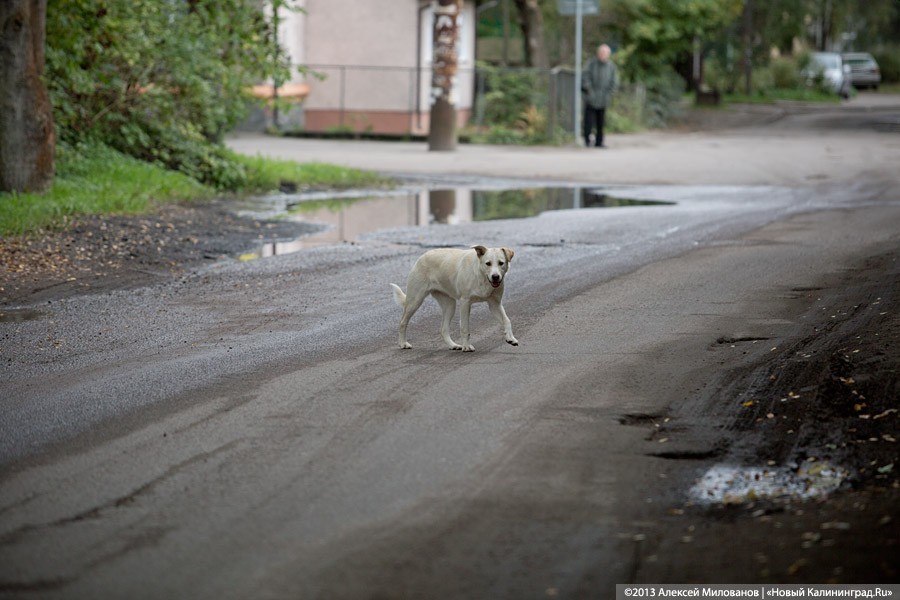В Калининграде бродячие собаки вновь повредили автомобили из-за кошки (фото)