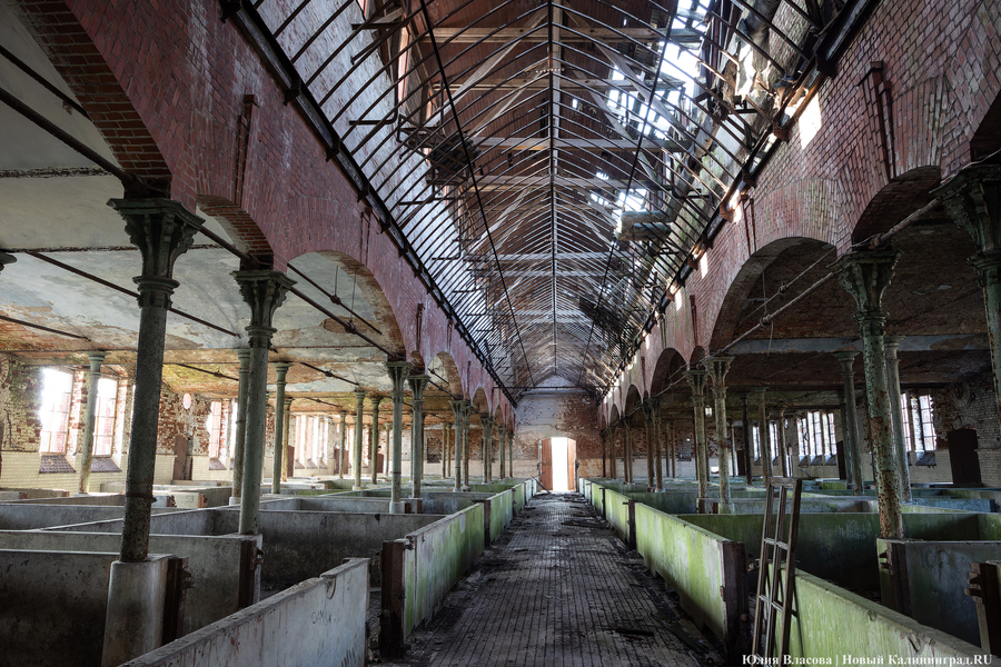 След Розенау: как выглядит заброшенный мясокомбинат на Аллее Смелых (фото)