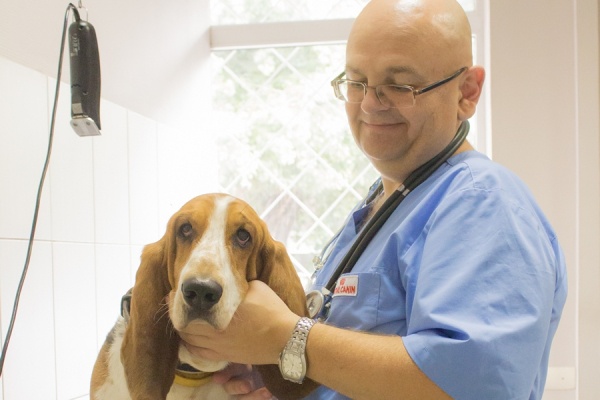 «Не тяни, котик, мишуру в ротик!»