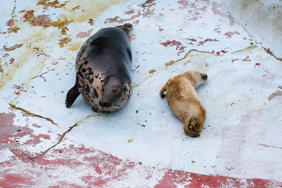 Мама, это я: в Калининградском зоопарке родились три тюлененка