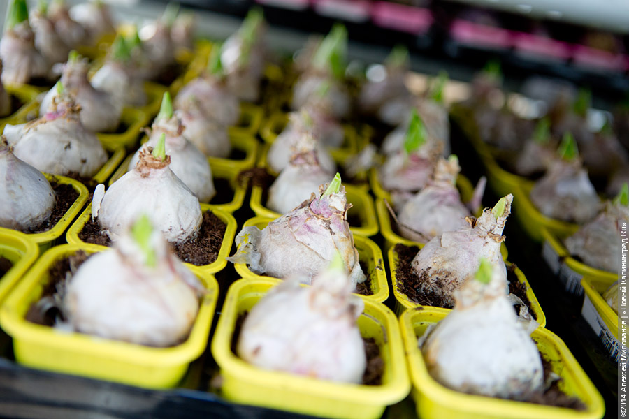 Букет к празднику: в Калинково вырастили 6 миллионов тюльпанов