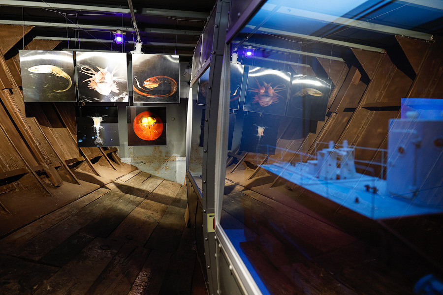 Кто проживает на дне океана: Музей Мирового океана открыл «Витязь» после ремонта (фото)