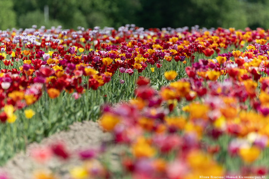 В Калинково открыли для посетителей тюльпановое поле (фото)