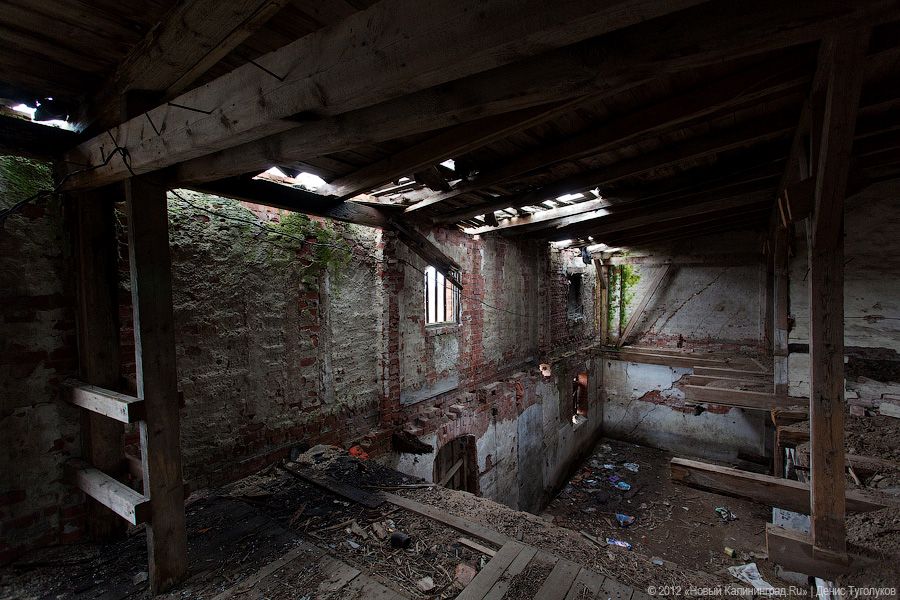 «Шаакен, волонтеры и кот Воровай»: фоторепортаж «Нового Калининграда.Ru»