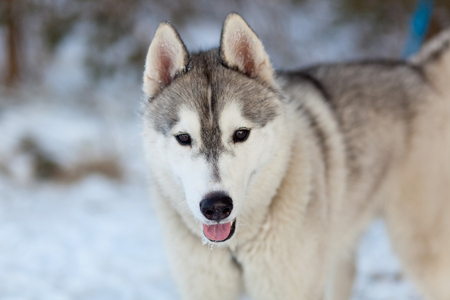 «Сказки о хаски»: фоторепортаж с тренировки ездовых собак и интервью с владельцами