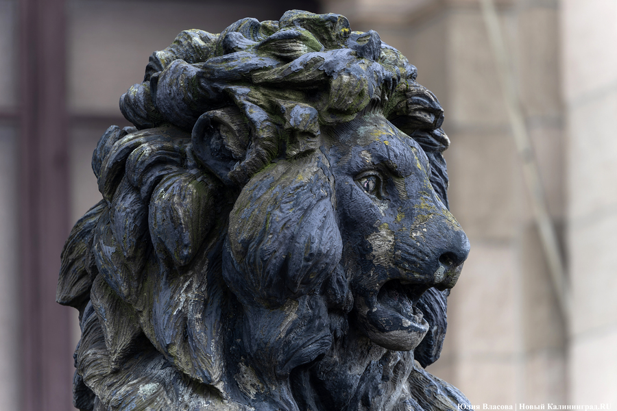 Восстановить и сохранить: скульптуры львов у бывшей биржи готовят к реставрации