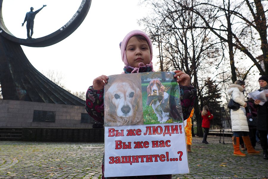 За что нас убивают?: как в Калининграде митинговали в защиту животных