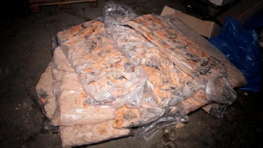 Полиция обнаружила в Балтийске незаконный рыбный цех, в котором работали нелегалы (фото)