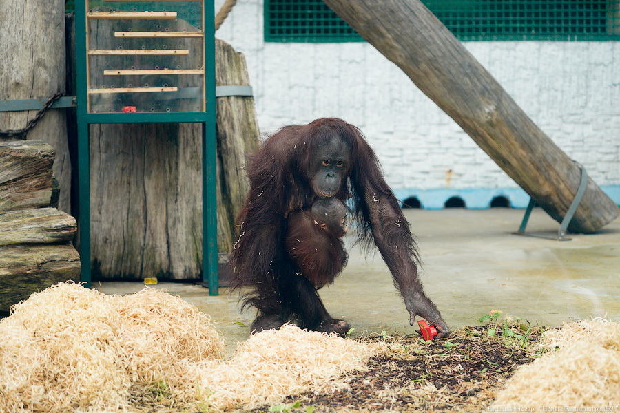 Вот компания какая: Калининградский зоопарк открыл все павильоны для посетителей