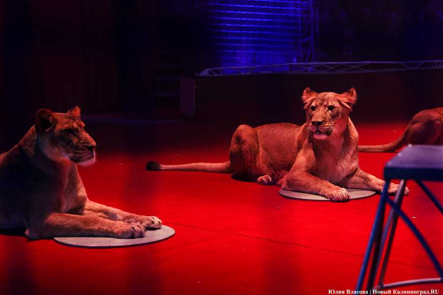Цирк, дрессировщик и львы: в Калининграде проходят съемки фильма «Встань и иди» (фото)