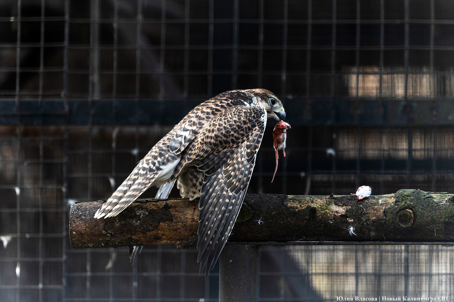 И пух, и перья: как в Калининградском зоопарке отметили День птиц (фото)