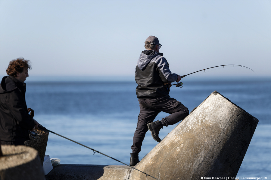 По несколько рыбин за раз: в Балтийске начался массовый лов салаки