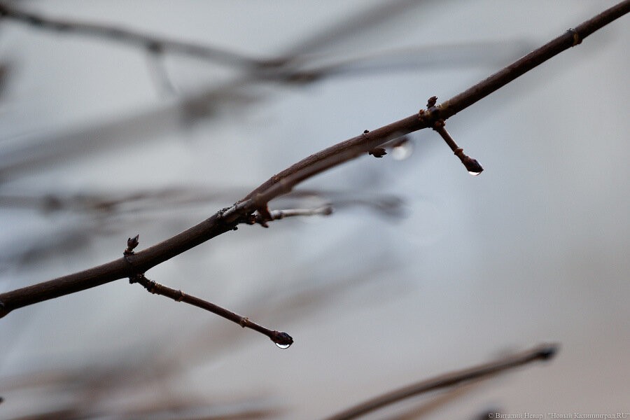 Прогноз на новую неделю: тепло не оставит Калининградскую область