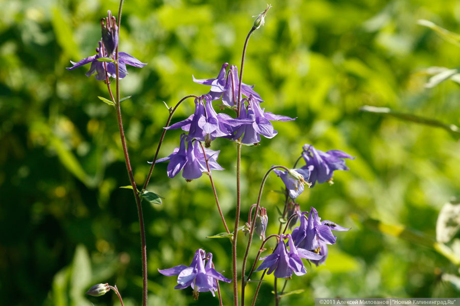"Самая зеленая зона": фоторепортаж "Нового Калининграда.Ru"