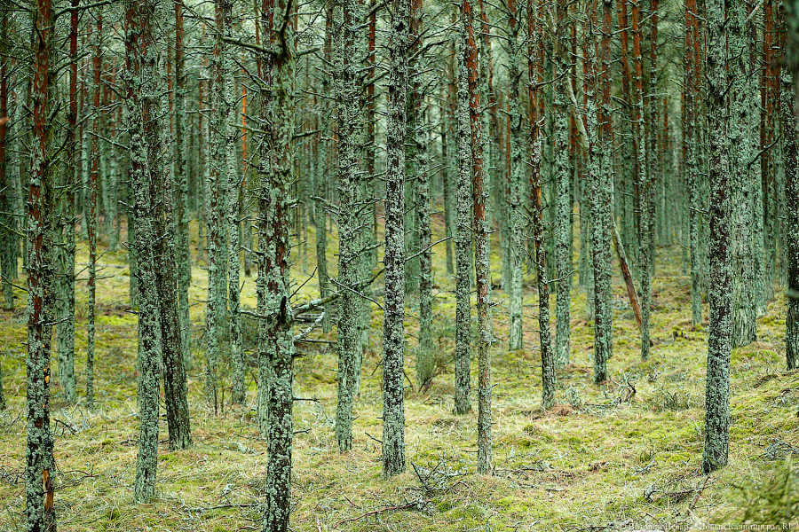 Фото: Виталий Невар / Новый Калининград