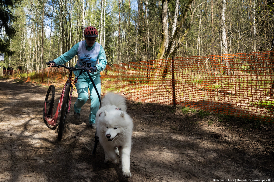 Совсем не Джек Лондон: как калининградцы с питомцами соревновались в ездовом спорте (фото)