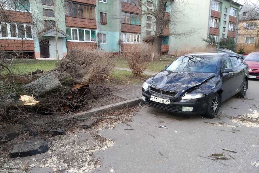 Столбы, деревья, указатели: последствия шторма в Калининграде (фото)