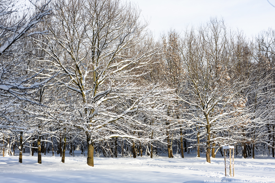 После двадцати лет ожидания: как Калининград встретил Новый год со снегом (фото)