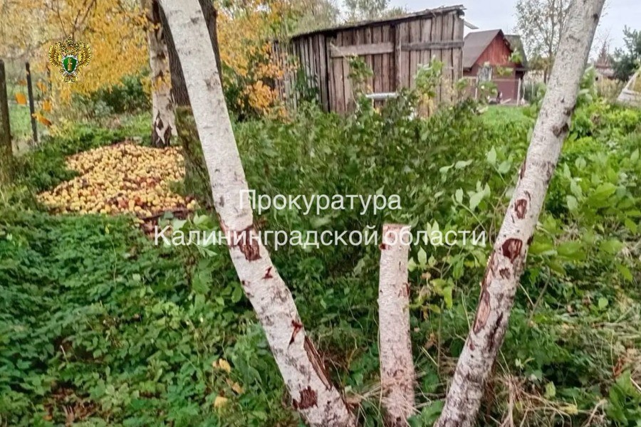 С родителей правдинских подростков взыскали ущерб за спиленные и сожженные берёзы