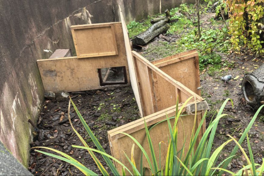 «Енотопроход»: в зоопарке объяснили назначение новой конструкции в вольере (фото)