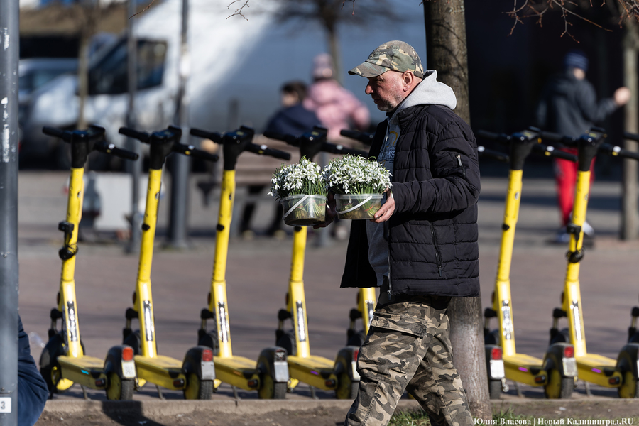 Кругом мимозы и тюльпаны: как выглядят улицы Калининграда 8 марта (фото)