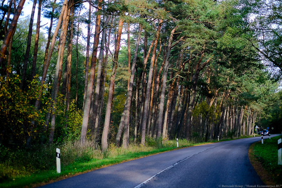 Первую часть велодорожки на Куршской косе обещают открыть для движения «к концу мая»