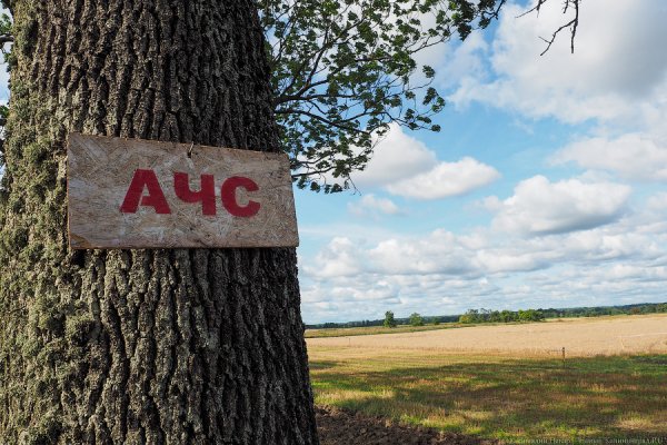 На территории охотничьего клуба под Полесском выявили очаг АЧС