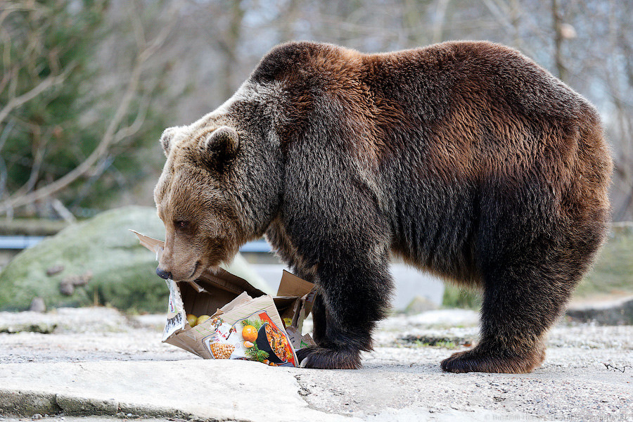 Подарки для зверей: как животных в зоопарке с Новым Годом поздравляли (фото)