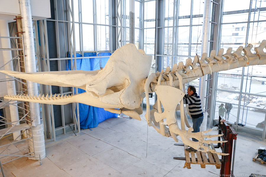 «Собери кашалота»: в ММО начали монтаж крупнейшего в России скелета кита