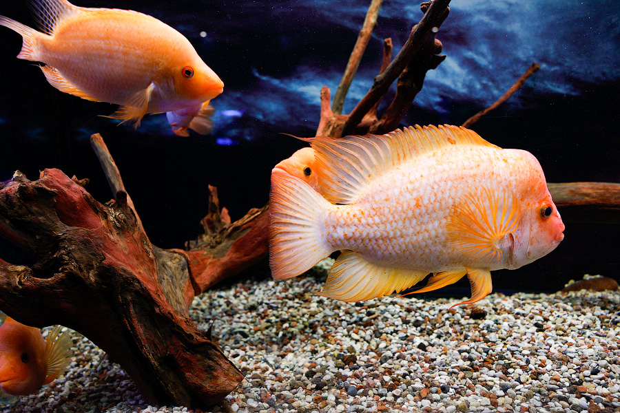 Baby Shark: в Музее Мирового океана родились «акулята-котята» (фото)