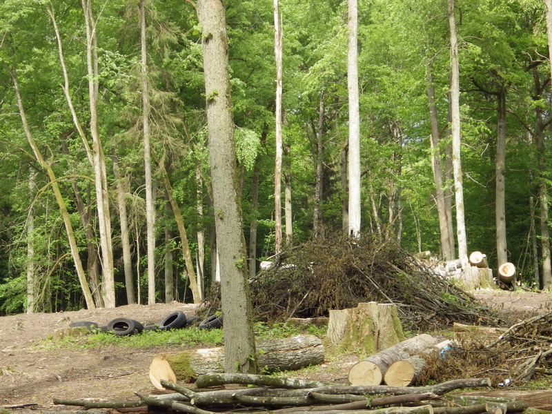 Прокуратура признала незаконной вырубку реликтового леса в парке «Виштынецкий»