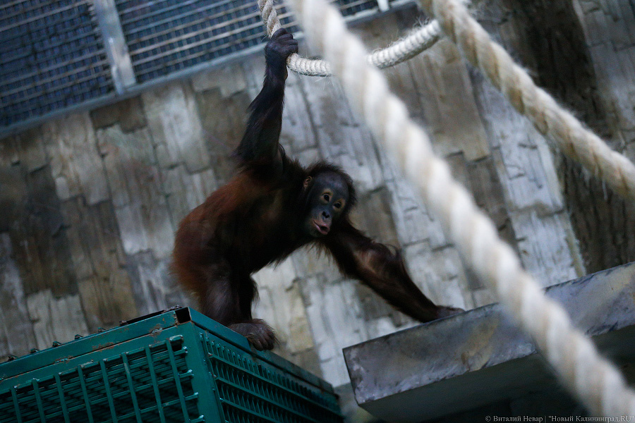 Варяг из Дании: в Калининградском зоопарке поселился орангутан Бенджамин