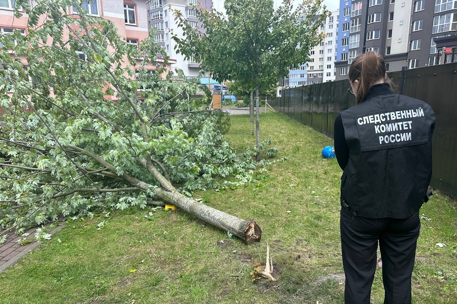 СК: передано в суд дело, возбужденное после падения дерева на ребенка в детсаду