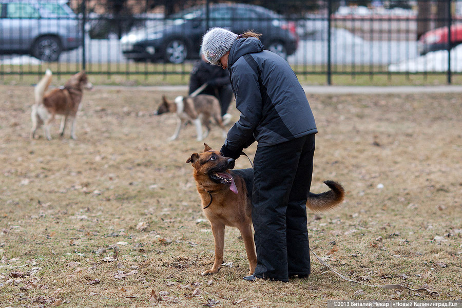 «Зубастые ловцы»: фоторепортаж с соревнований по дог-фрисби