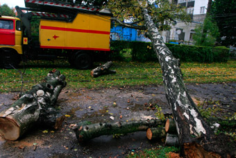 Шторм в Калининграде повалил 40 деревьев и обесточил 12 000 фонарей
