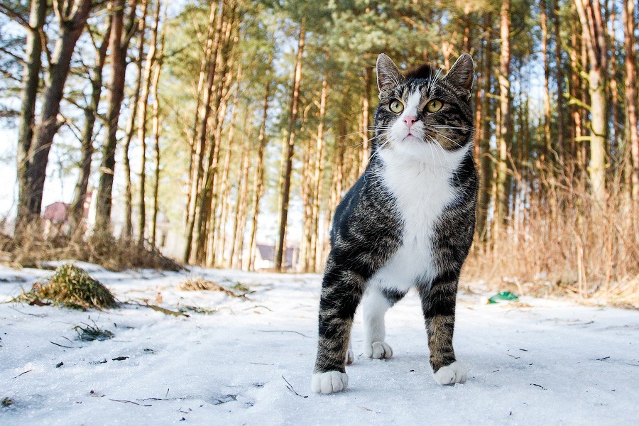 Тендер на отлов бездомных животных снова выиграла организация «Право на жизнь»