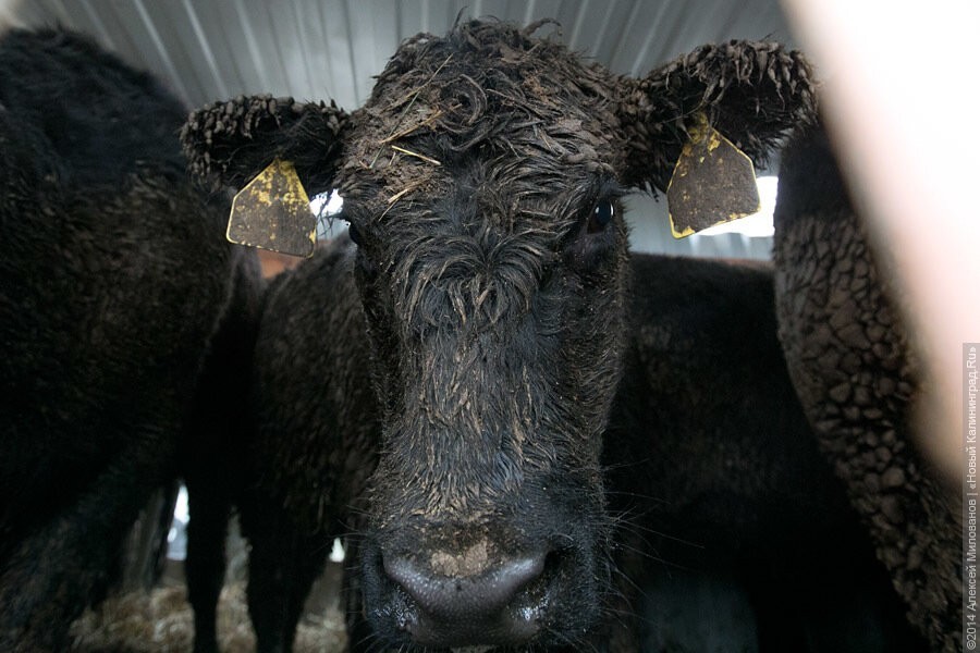 Власти: Калининградская область вошла в число регионов-лидеров по увеличению поголовья скота