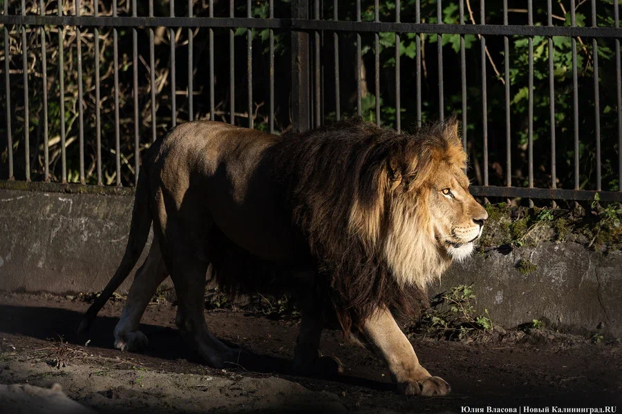 В Калининградском зоопарке рассказали о планах к 130-летию учреждения