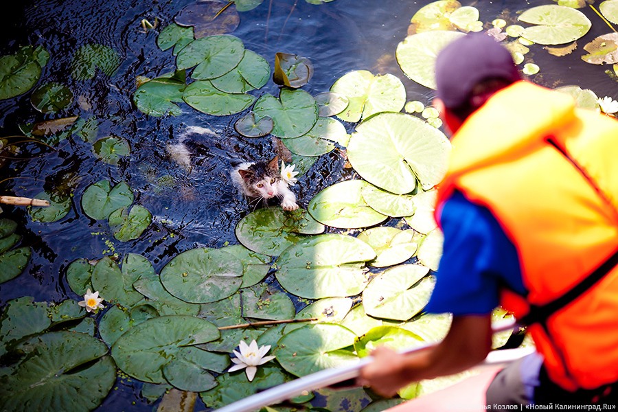 Сотрудники ГИМС спасли четвероногого утопающего