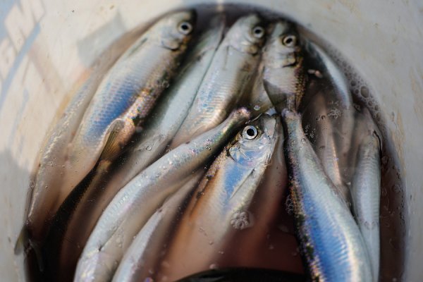 Власти связали высокие цены на рыбу в регионе с сезонностью