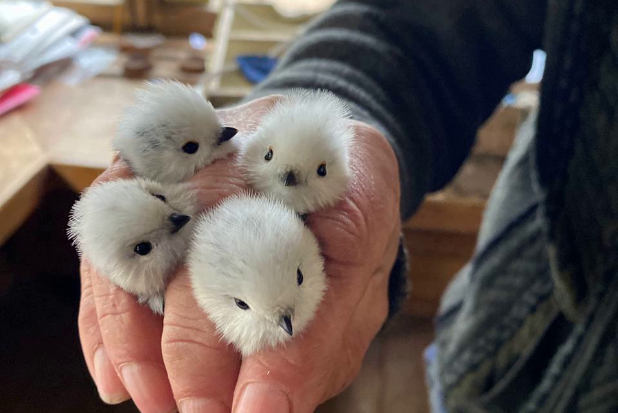 На «Фрингилле» поймали в два раза больше птиц, чем в 2022 году (фото)