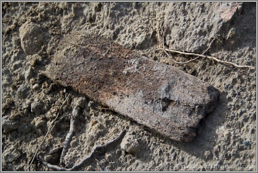 Рабочие раскопали захоронение на Моспроспекте, на земле валяются кости (фото)