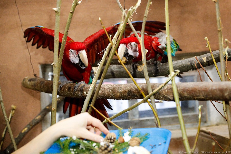 Как в зоопарке проводят новый год в. Моковский зоопарк зимой. Московский зоопарк новый павильон. Работа зоопарка в новогодние праздники в москве. Работа зоопарка в новогодние праздники в москве.