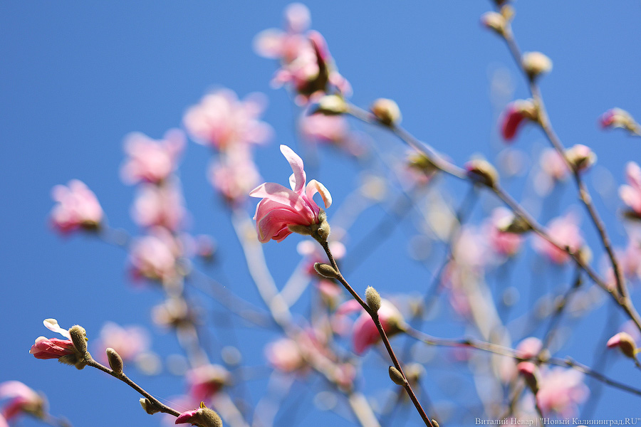 Тот, кто любит цветы: в Калининграде цветёт Ботанический сад (фото)