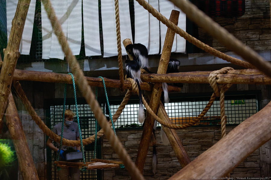 Детки Годзиллы: в Калининградском зоопарке родились колобусы (фото)