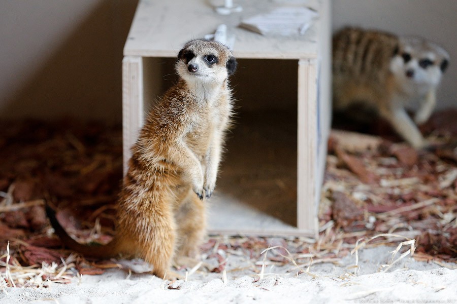 Просто милашки: в Калининградском зоопарке обживаются две самки сурикатов